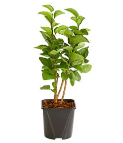 Edelflieder 'Andenken An Ludwig Späth' -Haus Pflanzen Welt 7492382 WE DE 001 FliederSyringaAndenkenAnLudwigSpaeth2LiterDehnerExpressHerzig