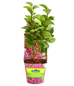 Edelflieder 'Andenken An Ludwig Späth' -Haus Pflanzen Welt 7492382 WE FS 001 FliederSyringaAndenkenAnLudwigSpaeth2LiterDehnerExpressHerzig