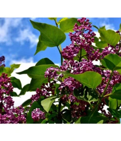 Edelflieder 'Andenken An Ludwig Späth' -Haus Pflanzen Welt 7492473 PR DE 001 SyringaAndenkenLSPixabay