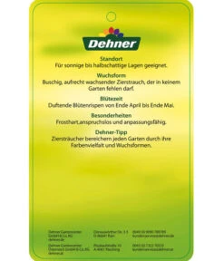 Flieder 'Charles Joly' -Haus Pflanzen Welt 7492671 FliederCharlesJoy Etikett 2