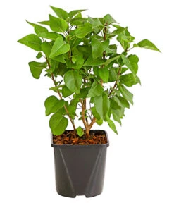 Flieder 'Charles Joly' -Haus Pflanzen Welt 7492689 WE FS 001 FliederSyringaCharlesJolyStrauch2LiterDehnerExpressHerzig