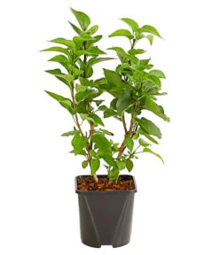 Flieder 'Michel Buchner' -Haus Pflanzen Welt 7493679 WE FS 001 FliederSyringaMichelBuchnerStrauch2LiterDehnerExpressHerzig