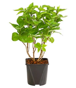 Flieder 'Mme. Lemoine' 6 Flieder 'Mme. Lemoine' -Haus Pflanzen Welt 7494164 WE DE 001 FliederSyringaMmeLemoineBusch2LiterDehnerExpressHerzig