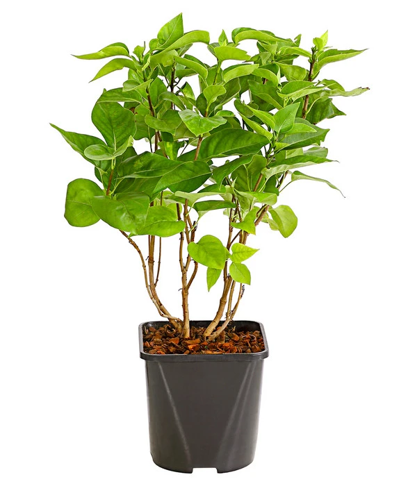 Flieder 'Mme. Lemoine' 4 Flieder 'Mme. Lemoine' – Bild 2