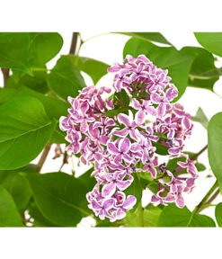 Edelflieder 'Sensation' 9 Edelflieder 'Sensation' -Haus Pflanzen Welt 7495070 WE DE 001 SyringaVulgarisSensationDehnerExpressHerzig