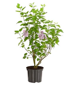 Edelflieder 'Sensation' 8 Edelflieder 'Sensation' -Haus Pflanzen Welt 7495070 WE FS 001 SyringaVulgarisSensationDehnerExpressHerzig