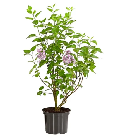 Edelflieder 'Sensation' -Haus Pflanzen Welt 7495070 WE FS 001 SyringaVulgarisSensationDehnerExpressHerzig