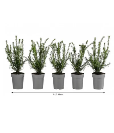 1-1,5 Meter Europäische Eibe, 5 X Ca. 30 Cm