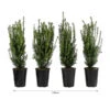 1 Meter Becher-Eibe 'Hillii', 4 X Ca. 60-70 Cm -Haus Pflanzen Welt 7495252 WE FS 002 TaxusHillii1m