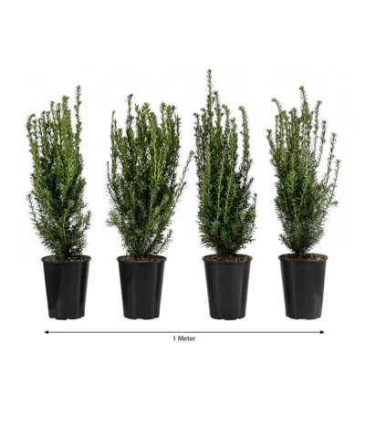 1 Meter Becher-Eibe 'Hillii', 4 X Ca. 60-70 Cm