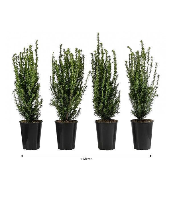1 Meter Becher-Eibe 'Hillii', 4 X Ca. 60-70 Cm 3 1 Meter Becher-Eibe 'Hillii', 4 X Ca. 60-70 Cm
