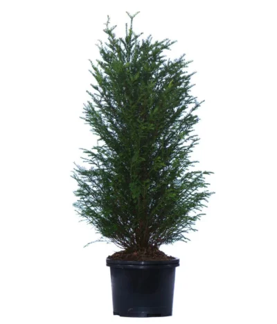 3 Meter Europäische Eibe, 6 X Ca. 125-150 Cm -Haus Pflanzen Welt 7496144 WE FS 002 TaxusBaccataEibe3Meter