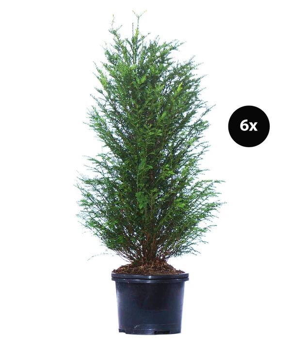 3 Meter Europäische Eibe, 6 X Ca. 125-150 Cm 3 3 Meter Europäische Eibe, 6 X Ca. 125-150 Cm