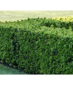 Gemeine Eibe -Haus Pflanzen Welt 7496714 PR MO 001 TaxusEibeBGALucknerMai2017