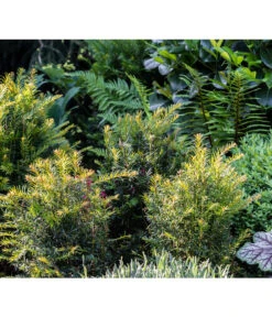 3 Meter Europäische Eibe, 6 X Ca. 125-150 Cm 11 3 Meter Europäische Eibe, 6 X Ca. 125-150 Cm -Haus Pflanzen Welt 7496714 PR MO 001 TaxusEibeGWLucknerMai2017 1