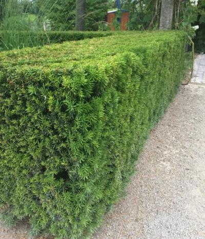 3 Meter Europäische Eibe, 6 X Ca. 125-150 Cm -Haus Pflanzen Welt 7496714 WE MO 003 GemeineEibeTaxusBaccata2L