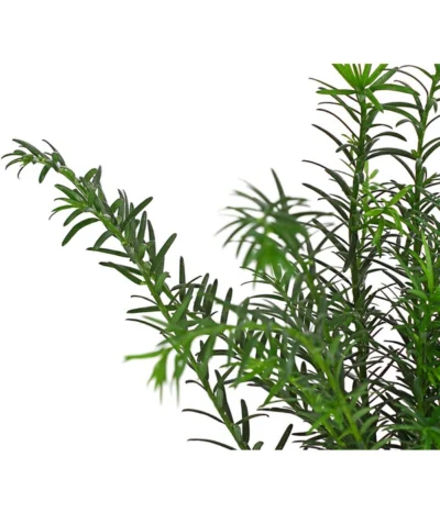 7 Meter Europäische Eibe, 14 X Ca. 100-125 Cm -Haus Pflanzen Welt 7497100 PR DE 001 TaxusEibeBaccata9CDehnerExpressHerzig 1