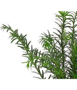 Gemeine Eibe -Haus Pflanzen Welt 7497100 PR DE 001 TaxusEibeBaccata9CDehnerExpressHerzig