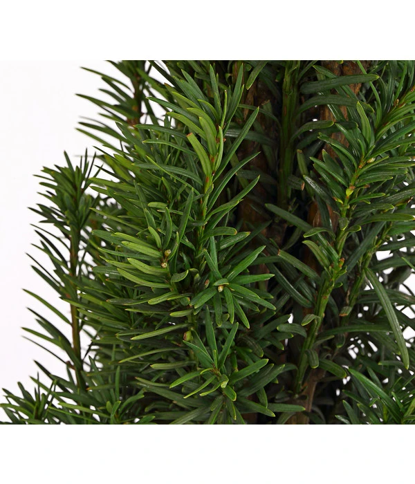 Säulen-Eibe 'Fastigiata' 4 Säulen-Eibe 'Fastigiata' – Bild 2