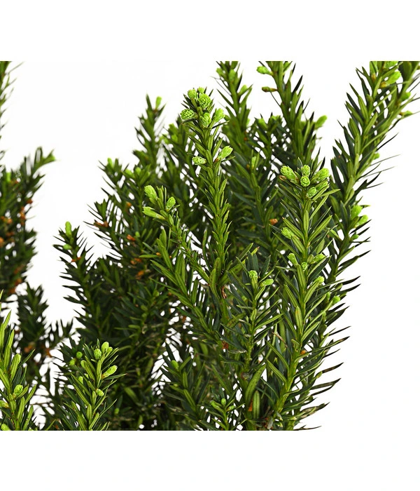 3 Meter Becher-Eibe 'Hillii', 6 X Ca. 90-100 Cm 4 3 Meter Becher-Eibe 'Hillii', 6 X Ca. 90-100 Cm – Bild 2