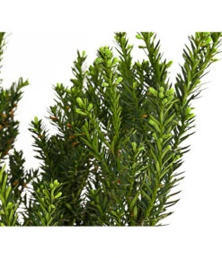 Becher-Eibe 'Hillii' 5 Becher-Eibe 'Hillii' -Haus Pflanzen Welt 7509193 WE DE 001 TaxusEibeMediaHillii7LDehnerExpressHerzig