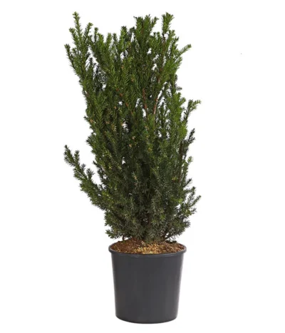 Becher-Eibe 'Hillii'