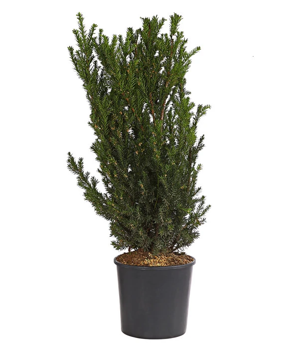 Becher-Eibe 'Hillii' 3 Becher-Eibe 'Hillii'