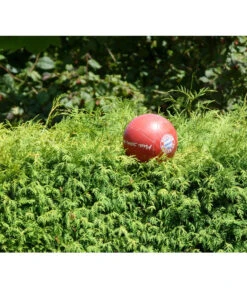 Lebensbaum 'Brabant' -Haus Pflanzen Welt 7511009 PR MO 001 ThujaBrabantPixabay