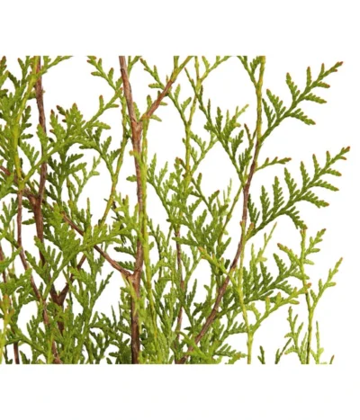 7 Meter Lebensbaum 'Brabant', 14 X Ca. 150-175 Cm -Haus Pflanzen Welt 7511009 WE DE 001 LebensbaumThujaOccidentalisBrabant3L 4