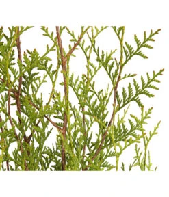 3 Meter Lebensbaum 'Brabant', 6 X Ca. 150-175 Cm -Haus Pflanzen Welt 7511009 WE DE 001 LebensbaumThujaOccidentalisBrabant3L 5