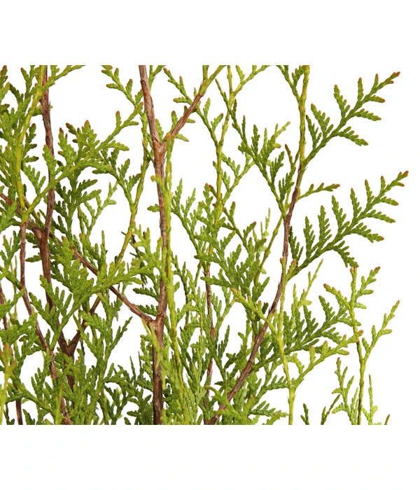 8 Meter Lebensbaum 'Brabant', 20 X Ca. 125-150 Cm 5 8 Meter Lebensbaum 'Brabant', 20 X Ca. 125-150 Cm – Bild 3