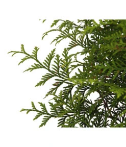 Lebensbaum 'Brabant' -Haus Pflanzen Welt 7511371 WE DE 002 LebensbaumThujsaOccidentalisBrabant7 5L