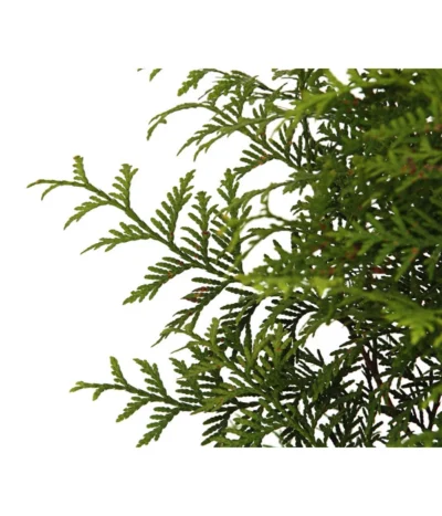 Lebensbaum 'Brabant' -Haus Pflanzen Welt 7511371 WE DE 002 LebensbaumThujsaOccidentalisBrabant7 5L