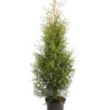 Lebensbaum 'Brabant' 2 Lebensbaum 'Brabant' -Haus Pflanzen Welt 7511371 WE FS 001 LebensbaumThujsaOccidentalisBrabant7 5L