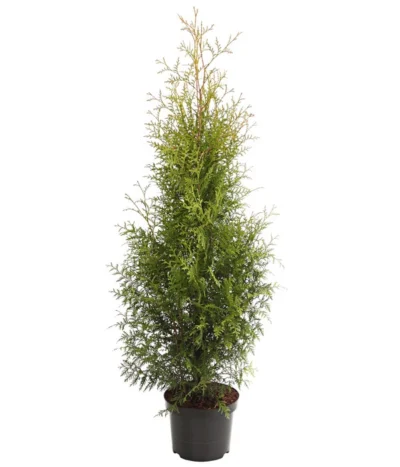 Lebensbaum 'Brabant'