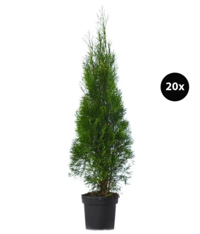 7 Meter Lebensbaum 'Smaragd', 20 X Ca. 100-125 Cm