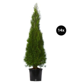 7 Meter Lebensbaum 'Smaragd', 14 X Ca. 150-175 Cm