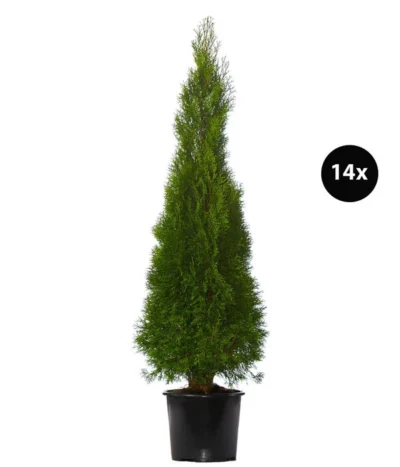 7 Meter Lebensbaum 'Smaragd', 14 X Ca. 150-175 Cm