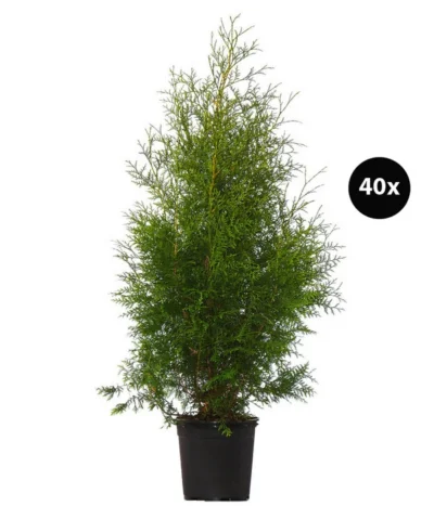 13 Meter Lebensbaum 'Brabant', 40 X Ca. 100-125 Cm