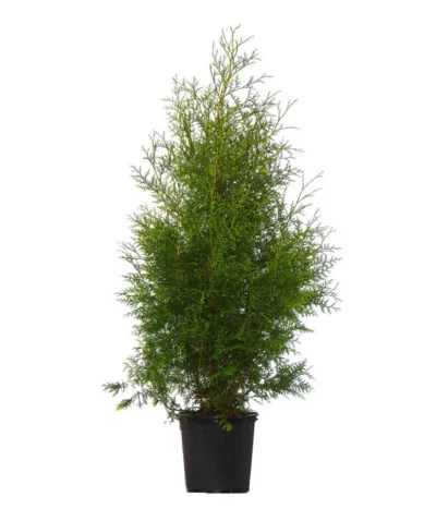 16 Meter Lebensbaum 'Brabant', 40 X Ca. 125-150 Cm -Haus Pflanzen Welt 7512635 WE FS 002 LebensbaumBrabantThujaOccidentalis13Meter