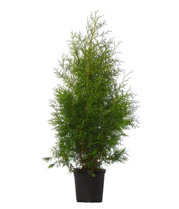 7 Meter Lebensbaum 'Brabant', 20 X Ca. 100-125 Cm 4 7 Meter Lebensbaum 'Brabant', 20 X Ca. 100-125 Cm – Bild 2