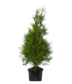 3 Meter Lebensbaum 'Brabant', 6 X Ca. 125-150 Cm -Haus Pflanzen Welt 7512684 WE FS 002 LebensbaumBrabantThujaOccidentalis3Meter