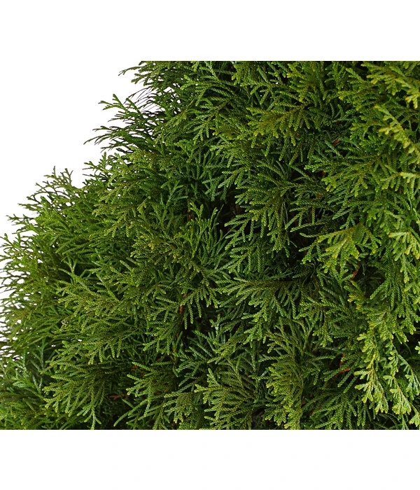 10 Meter Lebensbaum 'Smaragd', 20 X Ca. 125-150 Cm 7 10 Meter Lebensbaum 'Smaragd', 20 X Ca. 125-150 Cm – Bild 5