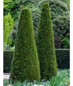 Lebensbaum 'Smaragd' -Haus Pflanzen Welt 7513534 WE MO 002 ThujaSmaragdFormschnitt