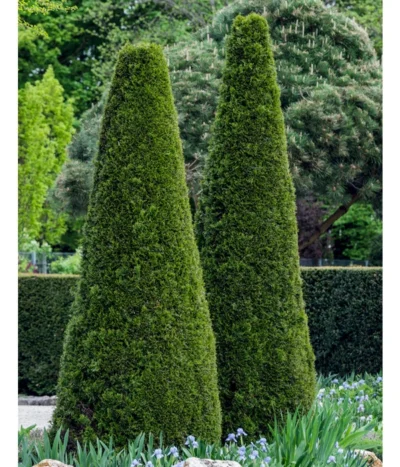 Lebensbaum 'Smaragd' 12 Lebensbaum 'Smaragd' -Haus Pflanzen Welt 7513534 WE MO 002 ThujaSmaragdFormschnitt