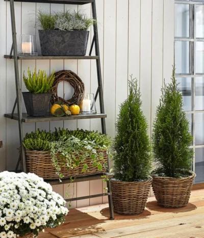 Haus Pflanzen Welt 37 Haus Pflanzen Welt -Haus Pflanzen Welt 7513757 7516768 WE MO 001 ThujaSmaragd