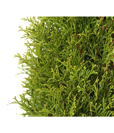 24 Meter Lebensbaum 'Smaragd', 80 X Ca. 60-80 Cm -Haus Pflanzen Welt 7513757 PR DE 001 LebensbaumThujaOccidentalisSmaragd3LDehnerExpressHerzig