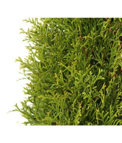 Lebensbaum 'Smaragd' -Haus Pflanzen Welt 7513757 PR DE 004 LebensbaumThujaOccidentalisSmaragd3LDehnerExpressHerzig