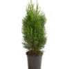 Lebensbaum 'Smaragd' 1 Lebensbaum 'Smaragd' -Haus Pflanzen Welt 7513823 PR FS 001 LebensbaumThujaSmaragd13cmDehnerExpressHerzig