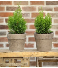 Lebensbaum 'Smaragd' -Haus Pflanzen Welt 7513823 PR MO 001 LebensbaumThujaSmaragd13cmDehnerExpressHerzig